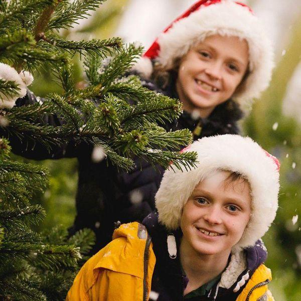 Sustainable Christmas trees near you Primary Times